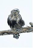 Rough-legged Hawk