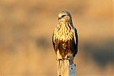 Rough-legged Hawk