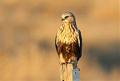 Rough-legged Hawk