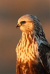 Rough-legged Hawk