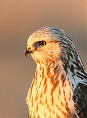 Rough-legged Hawk