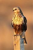 Rough-legged Hawk