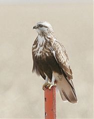 Rough-legged Hawk