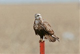 Rough-legged Hawk