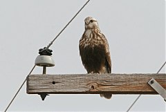 Rough-legged Hawk