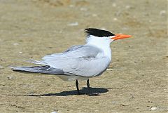 Royal Tern