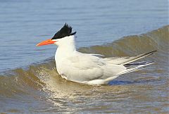 Royal Tern