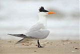 Royal Tern