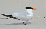 Royal Tern