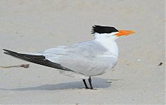 Royal Tern