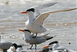 Royal Tern