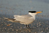 Royal Tern