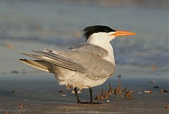 Royal Tern