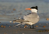 Royal Tern