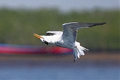 Royal Tern