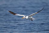 Royal Tern