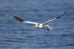 Royal Tern