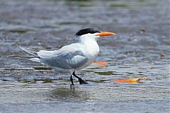Royal Tern