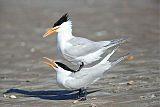 Royal Tern