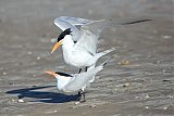 Royal Tern