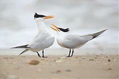 Royal Tern