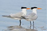 Royal Tern