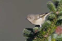 Ruby-crowned Kinglet