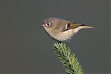 Ruby-crowned Kinglet