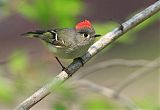 Ruby-crowned Kinglet