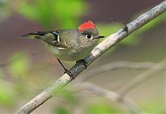 Ruby-crowned Kinglet