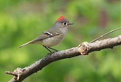 Ruby-crowned Kinglet