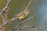 Ruby-crowned Kinglet