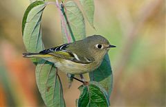 Ruby-crowned Kinglet