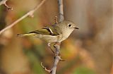 Ruby-crowned Kinglet