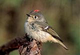 Ruby-crowned Kinglet