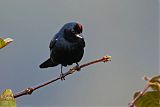 Ruby-crowned Tanager