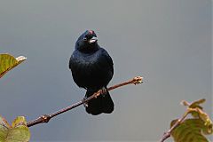 Ruby-crowned Tanager