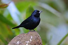 Ruby-crowned Tanager