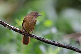 Ruby-crowned Tanager