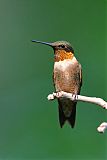 Ruby-throated Hummingbird