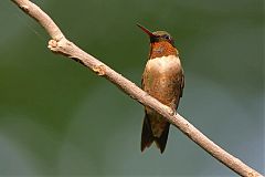 Ruby-throated Hummingbird