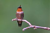 Ruby-throated Hummingbirdborder=