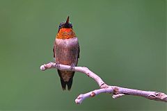 Ruby-throated Hummingbird