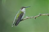 Ruby-throated Hummingbirdborder=