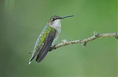 Ruby-throated Hummingbird