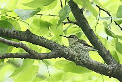 Ruby-throated Hummingbird