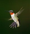 Ruby-throated Hummingbird Ruby-throated Hummingbird