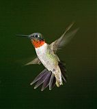 Ruby-throated Hummingbird