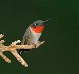 Ruby-throated Hummingbirdborder=