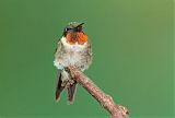 Ruby-throated Hummingbirdborder=